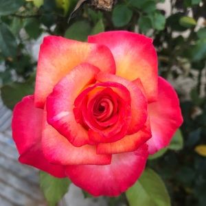 Meet your Posher, Margie